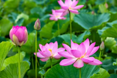 View of the beautiful lotus garden flowers blooming in the pond. clipart