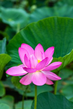 Sabahın erken saatlerinde gölette açan güzel nilüfer çiçeklerinin yan görüntüsü..