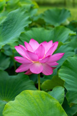 Side view of beautiful lotus flowers blooming in a pond early in the morning. clipart