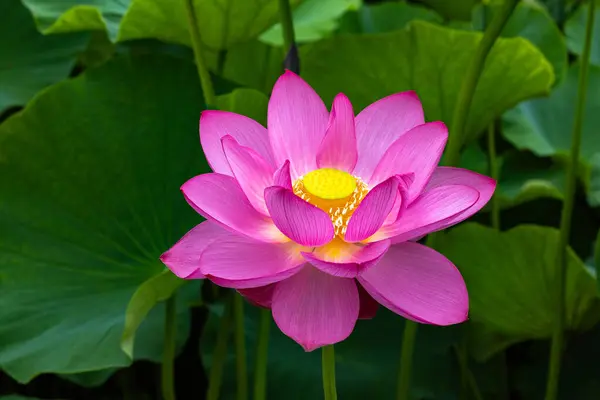 stock image Close-up of a beautiful ancient lotus flower blooming in a pond in the early morning.