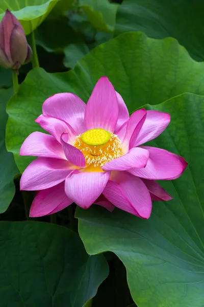 stock image Close-up of a beautiful ancient lotus flower blooming in a pond in the early morning.