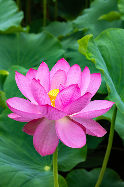Side view of beautiful lotus flowers blooming in a pond early in the morning.