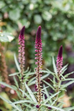 Lysimachia atropurpurea 'Beaujolais' bahçede sessizce çiçek açıyor..