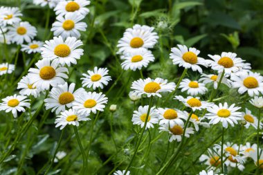  Neat and clean marguerite daisy flower closeup. clipart