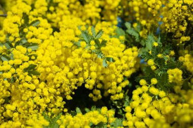 Baharın gelişini gösteren sarı mimoza çiçekleri..