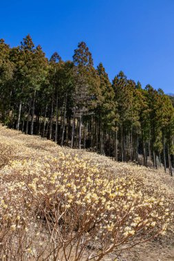 A colony of Mitsumata blooming in the forest in spring. clipart