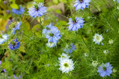 Bahçede açan güzel nigella çiçekleri.