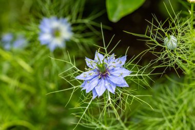 Bahçede açan güzel nigella çiçekleri.