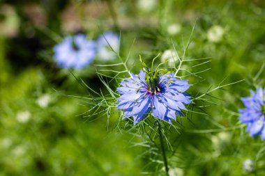 Bahçede açan güzel nigella çiçekleri.