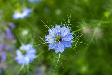 Bahçede açan güzel nigella çiçekleri.