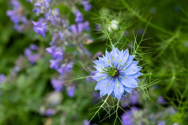 Güzel nigella çiçekleri ve bahçedeki nane çiçekleri.