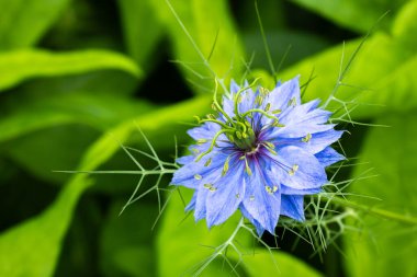 Bahçede çiçek açan güzel nigella çiçeklerine yakın.