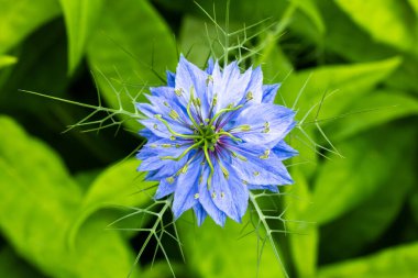 Bahçede çiçek açan güzel nigella çiçeklerine yakın.