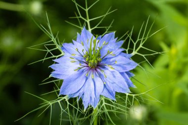 Bahçede çiçek açan güzel nigella çiçeklerine yakın.