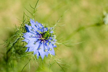 Bahçede çiçek açan güzel nigella çiçeklerine yakın.