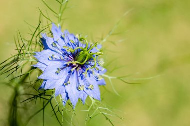 Close up of beautiful nigella flowers blooming in the garden. clipart