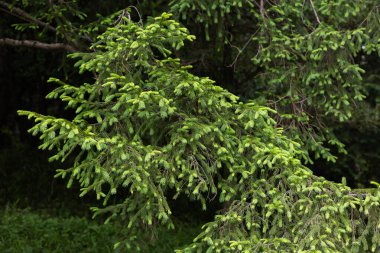 Baharda ince yeşil yaprakları olan Norveç ladini..