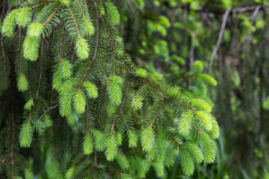 Baharda ince yeşil yaprakları olan Norveç ladini..