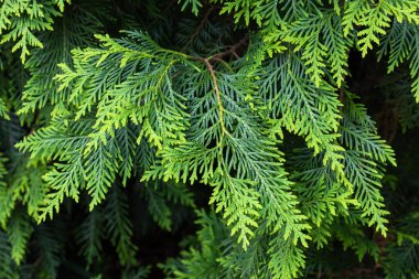 Ormanın genç yaprakları Doğulu ağaçkakanlar.