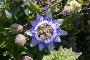 Yaz bahçesinde çiçek açan Passiflora çiçeği. 