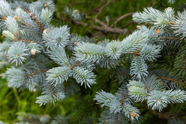İlkbaharda ormanda güzel yeni picea pungens filizleri.