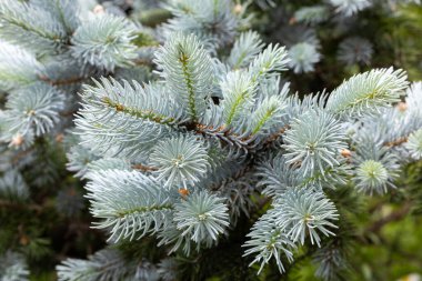 Beautiful new shoots of picea pungens in spring in forest. clipart