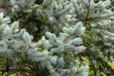 İlkbaharda ormanda güzel yeni picea pungens filizleri.