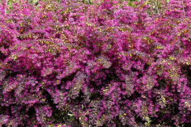 Chinese fringe bush flowers blooming in the garden hedge.