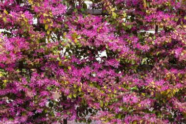 Chinese fringe bush flowers blooming in the garden hedge.