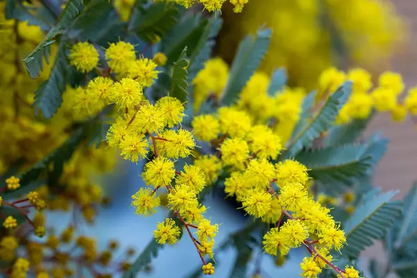 stock image Close-up of yellow mimosa flowers that signal the arrival of spring.