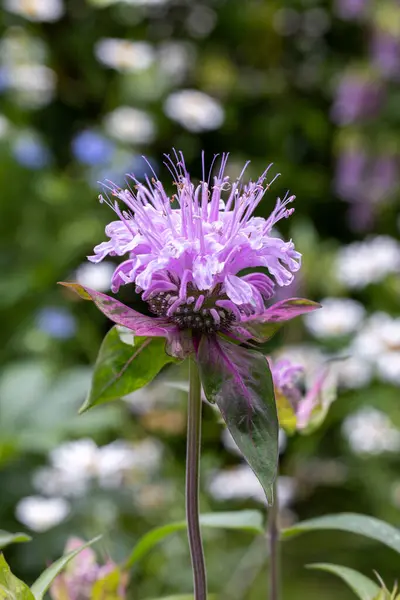 stock image Fragrant pink monarda flowers in the garden.