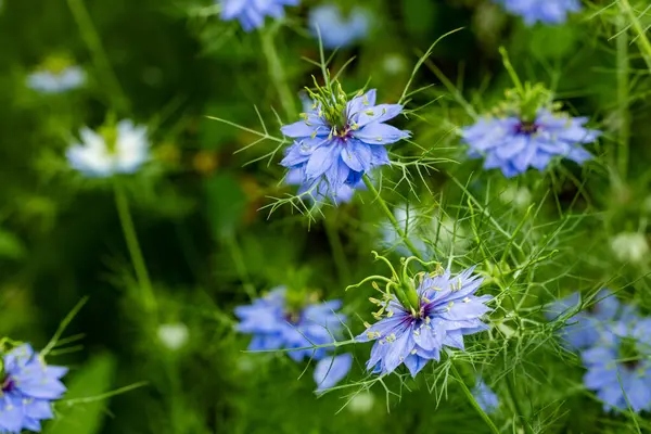 stock image Beautiful nigella flowers blooming in the garden.