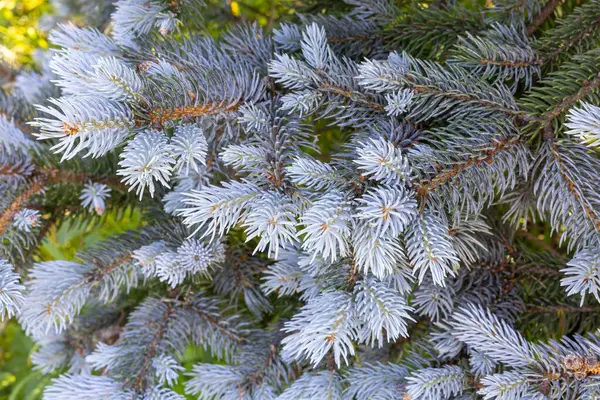 stock image Beautiful new shoots of picea pungens in spring in forest.