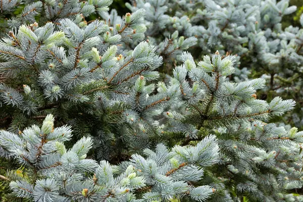 stock image Beautiful new shoots of picea pungens in spring in forest.