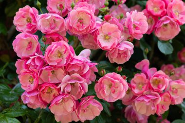 Bahçede çiçek açan güzel pembe bir kupa.