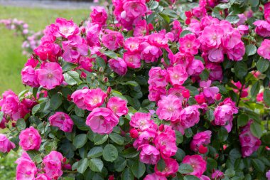 Bahçede çiçek açan güzel pembe bir kupa.