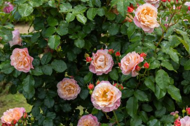 Gül bahçesinde açan güzel turuncu gül çiçeği