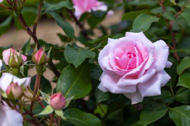 Beautiful pink rose flowers blooming in a garden clipart