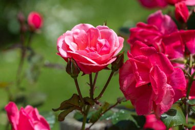 Bahçede açan güzel pembe gül çiçekleri