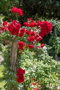 Gül bahçesinde açan güzel kırmızı güller