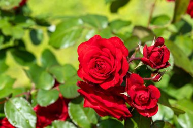 Gül bahçesinde açan güzel kırmızı güller