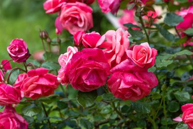 Gül bahçesinde açan güzel kırmızı güller