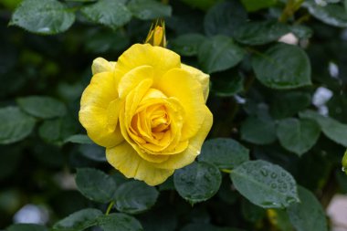 Bir pergola üzerinde açan güzel pembe gül çiçekleri.