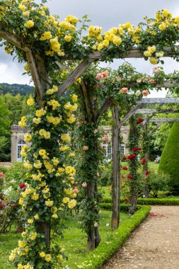 Bir pergola üzerinde açan güzel pembe gül çiçekleri.