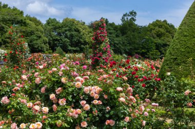 Bir pergola üzerinde açan güzel pembe gül çiçekleri.