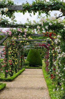 Bir pergola üzerinde açan güzel pembe gül çiçekleri.