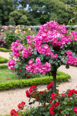 Bir pergola üzerinde açan güzel pembe gül çiçekleri.