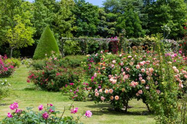 Bir pergola üzerinde açan güzel pembe gül çiçekleri.