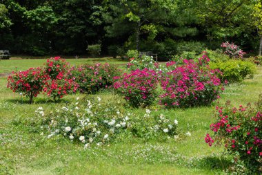 Bir pergola üzerinde açan güzel pembe gül çiçekleri.