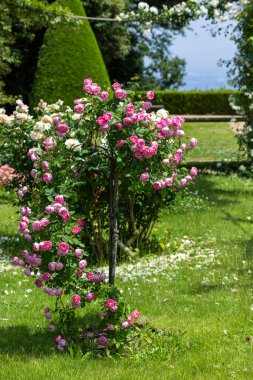 Bir pergola üzerinde açan güzel pembe gül çiçekleri.